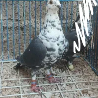 سینه سفید نر