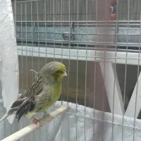 قناری نر قرص بخون|پرنده|اسلامشهر, شهرک مهدیه|دیوار