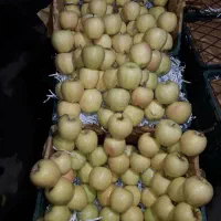 حق العمل کاری میدان مرکزی تره بار تهران|عمده‌فروشی|تهران, میدان میوه و تره‌بار مرکزی|دیوار
