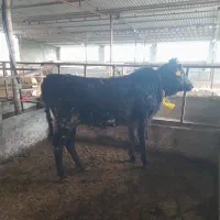 گوساله گوشتی