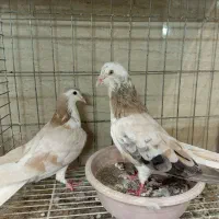 کبوتر  ساده و کله