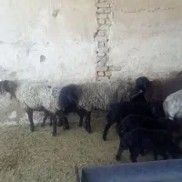 تعداد ۶راس میش و ۸تا بره