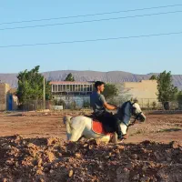مادیان 4ساله همراه کره نریان