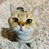 بریتیش شورت هیر