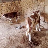 گوساله|حیوانات مزرعه|لالی, |دیوار