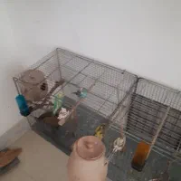 عروس ههلندی و مرغ عشق|پرنده|بیرجند, |دیوار