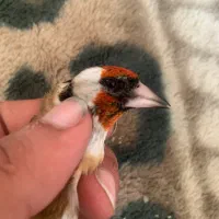 سهره نر محاجر رخ قفل|پرنده|اردبیل, |دیوار