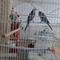 مرغ عشق