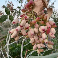 فروش باغ پسته|فروش دفتر صنعتی، کشاورزی، تجاری|تربت‌حیدریه, پائین ولایت|دیوار