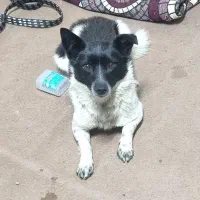 واگذاری توله سگ نر پاکوتاه شکاری