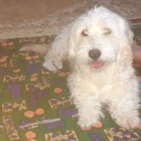 سگ شیتزو خوشکل