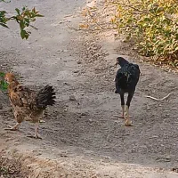 فروش مرغ تخم گذار شهرستان گنبکی