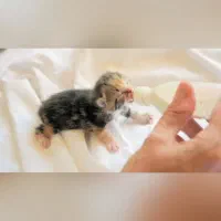 اسکاتیش کوچولو