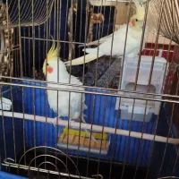 یک جفت عروس کار داده مولد