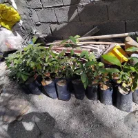 نهال انبه