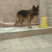واگذاری سگ ژرمن شولاین