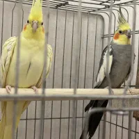 یک جفت عروس هلندی نر و ماده