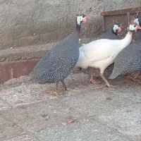 مرغ مروارید مرغ شاخ دار