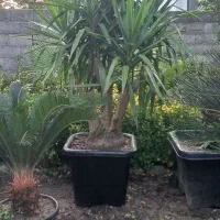 یوکا بنسای گلدون گرد سایز ۵۶ریشه دار|گل و گیاه طبیعی|نشتارود, |دیوار