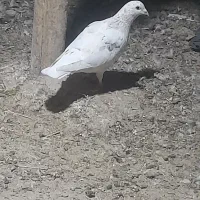 کبوتر|پرنده|بافت, |دیوار