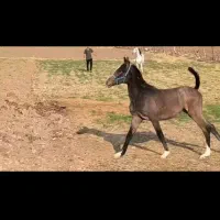 کره اسب کورد