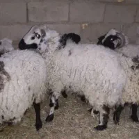 فروش سه راس قوچ علی آباد محمدقاسم خان خوشگل .چاق.|حیوانات مزرعه|گنبکی, |دیوار