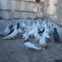 کبوتر سیماش و کلدا سفید یجا|پرنده|قم, نیروگاه|دیوار