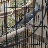 عروس هلندی وایت فیس