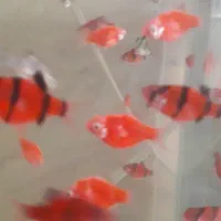 ۳۰ تا تایگر بارب بی خط