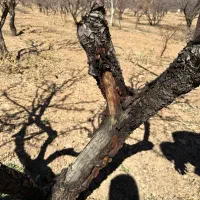 بازدید باغ همراه با کارشناس جهاد و تجویز