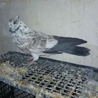 فروش تعدادی کبوتر