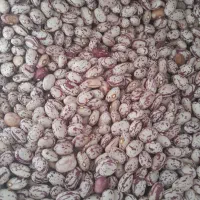 لوبیا چیتی