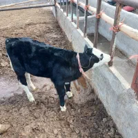 گاو و گوساله سیمینتال