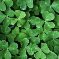 بذر یونجه ماران درجه یک تناژ بالا ساقه بلند محلی