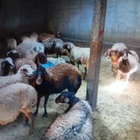 گوسفند دامازدیغ 34عمگی جوان