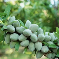 نهالستان باغبان نهال فروشی|خدمات باغبانی و درختکاری|عسگران, |دیوار