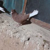 کبوتر|پرنده|کدکن, |دیوار