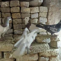 کفترچپ وطوقی وتهرونی سفیدوسار وسینه|پرنده|مشهد, ایوان|دیوار