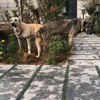 یک جفت سراب گمشده چهل روز پیش