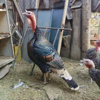 بوقلمون خانگی رسمی بومی ارگانیک|حیوانات مزرعه|وحیدیه, |دیوار