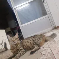 ماده گربه دورگ پرشین بهمراه بچه