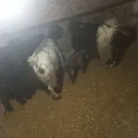 ۴عدد بز جوان شیری خانگی