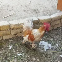 خروس|حیوانات مزرعه|فلاورجان, |دیوار