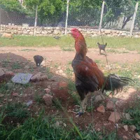 جوجه لاری