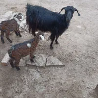 ی راس بزبادوبزغاله