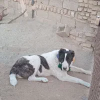 توله الابای اصل|سگ|هشتگرد, خور|دیوار