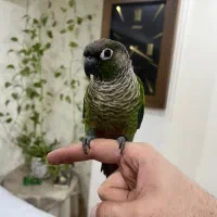 طوطی گرینچیک رام و دستی و سخنگو