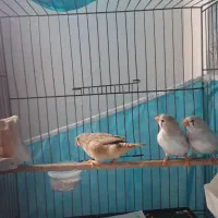 فنچ کینگ|پرنده|ساری, |دیوار