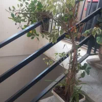 تعدادی گل|گل و گیاه طبیعی|هشتگرد, شهرک گلخانه|دیوار