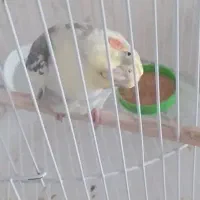 عروس هلندی نر